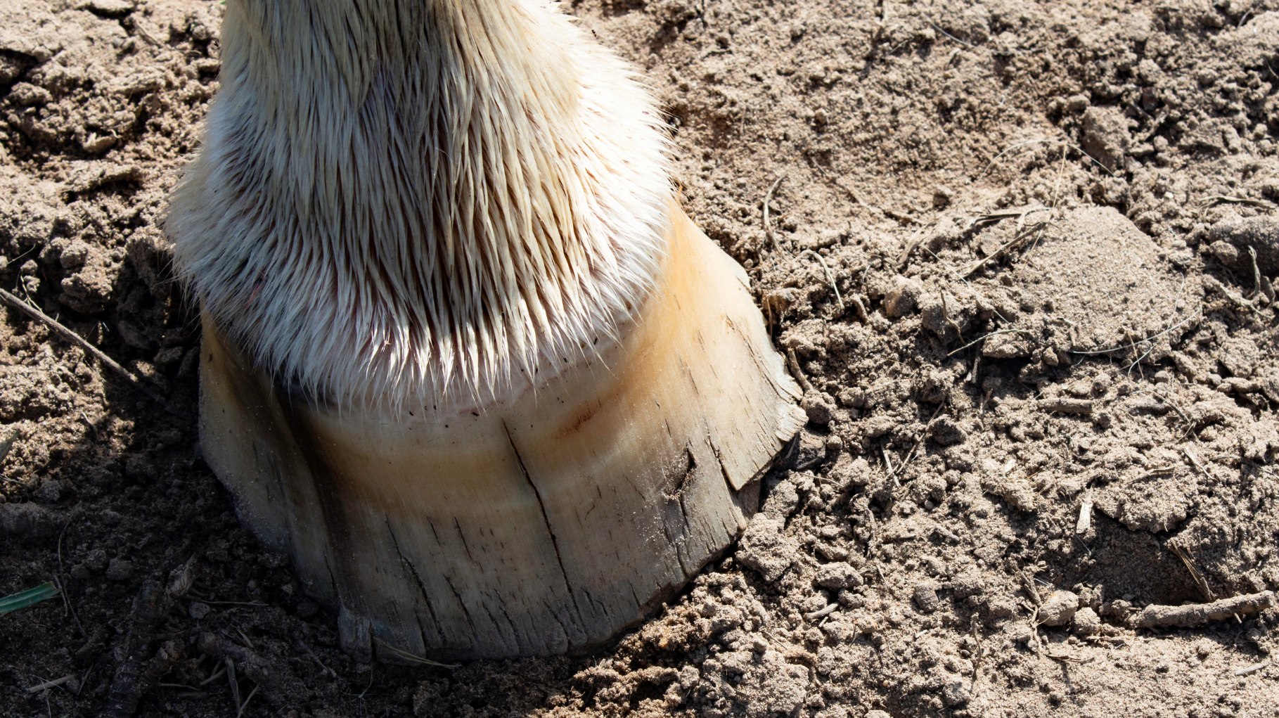 Hufprobleme beim Pferd: Ursachen, Vorbeugung und die richtige Nährstoffversorgung