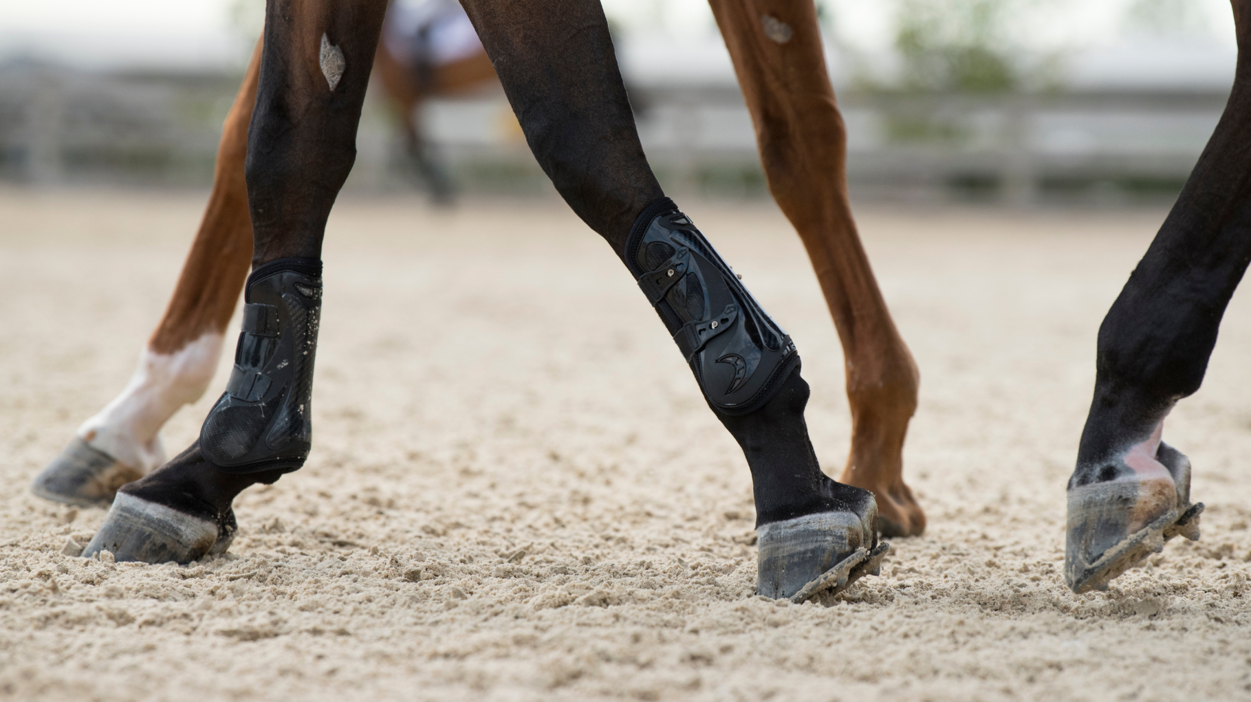 Hufgelenksentzündung, Arthrose & Co.: Wie du Sehnen, Bänder und Gelenke deines Pferdes richtig unterstützt