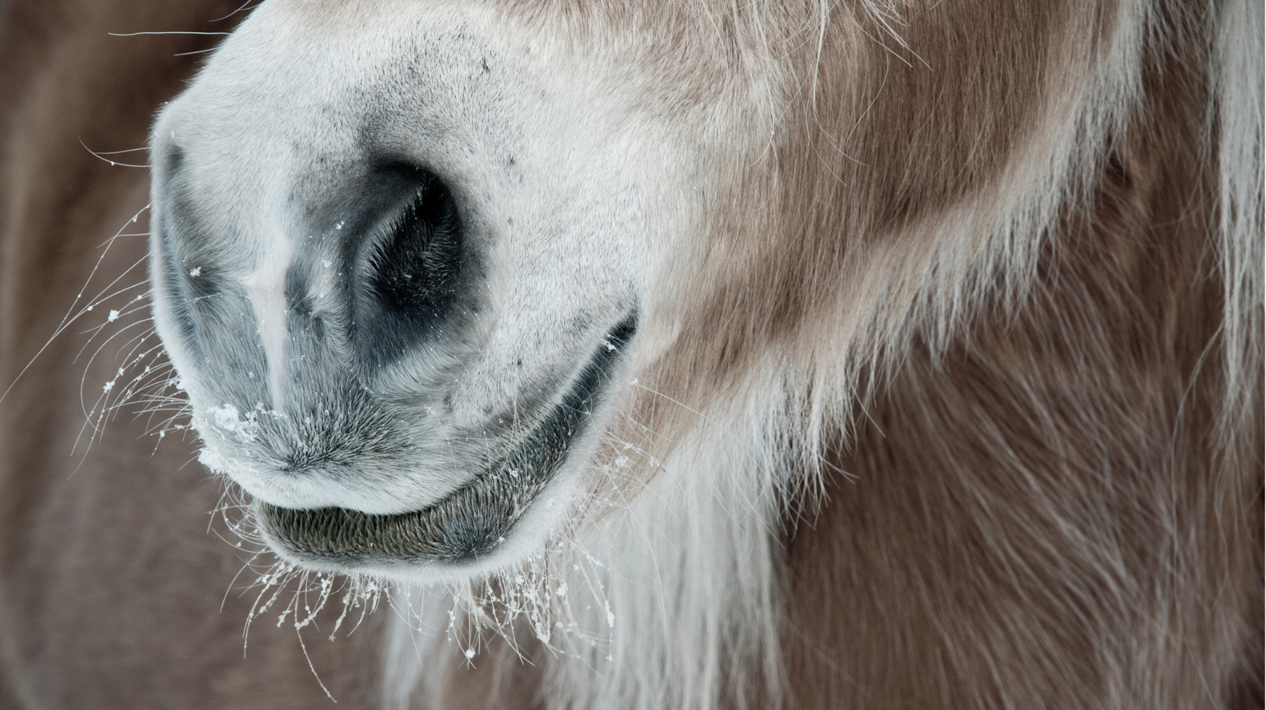 Atemwegserkrankungen beim Pferd: Ursachen, Symptome und wie du unterstützen kannst