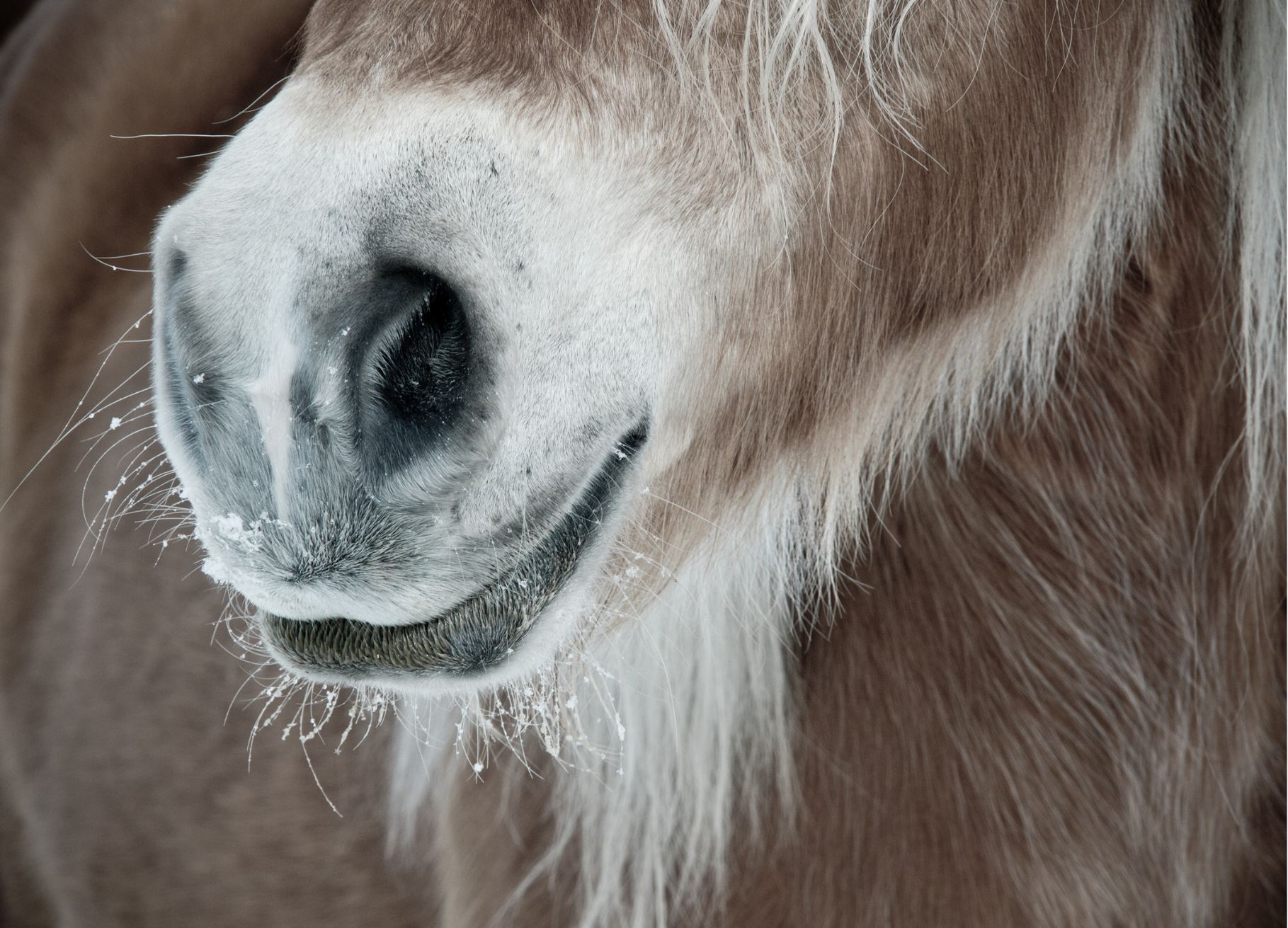 Atemwegserkrankungen beim Pferd: Ursachen, Symptome und wie du unterstützen kannst