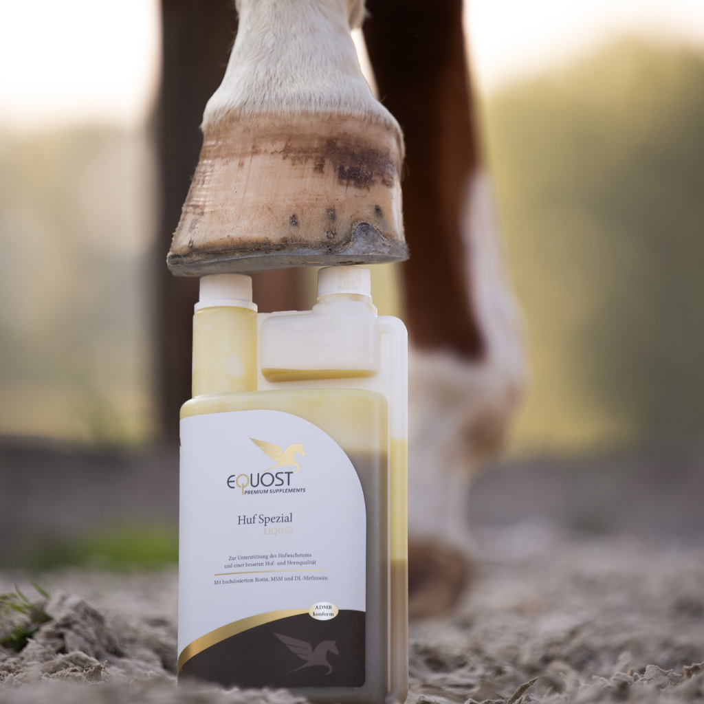 Hufprobleme beim Pferd: Ursachen, Vorbeugung und die richtige Nährstoffversorgung